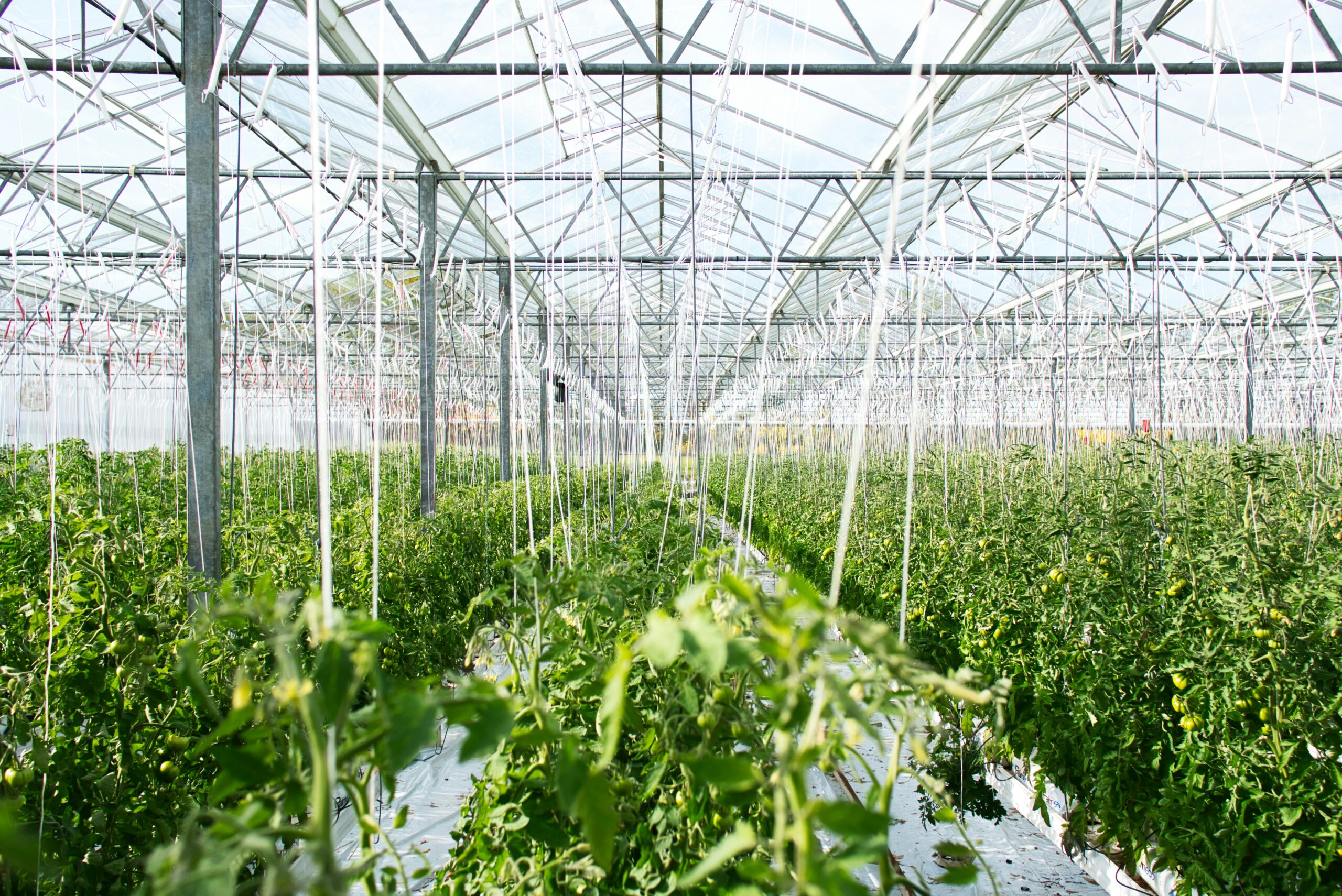 Can AI Solve World Hunger? The Role of Technology in Agriculture